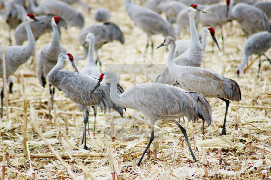 "Sandhill Cranes" stock image