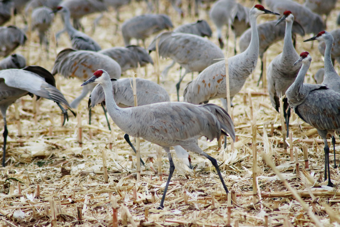 "Sandhill Cranes" stock image