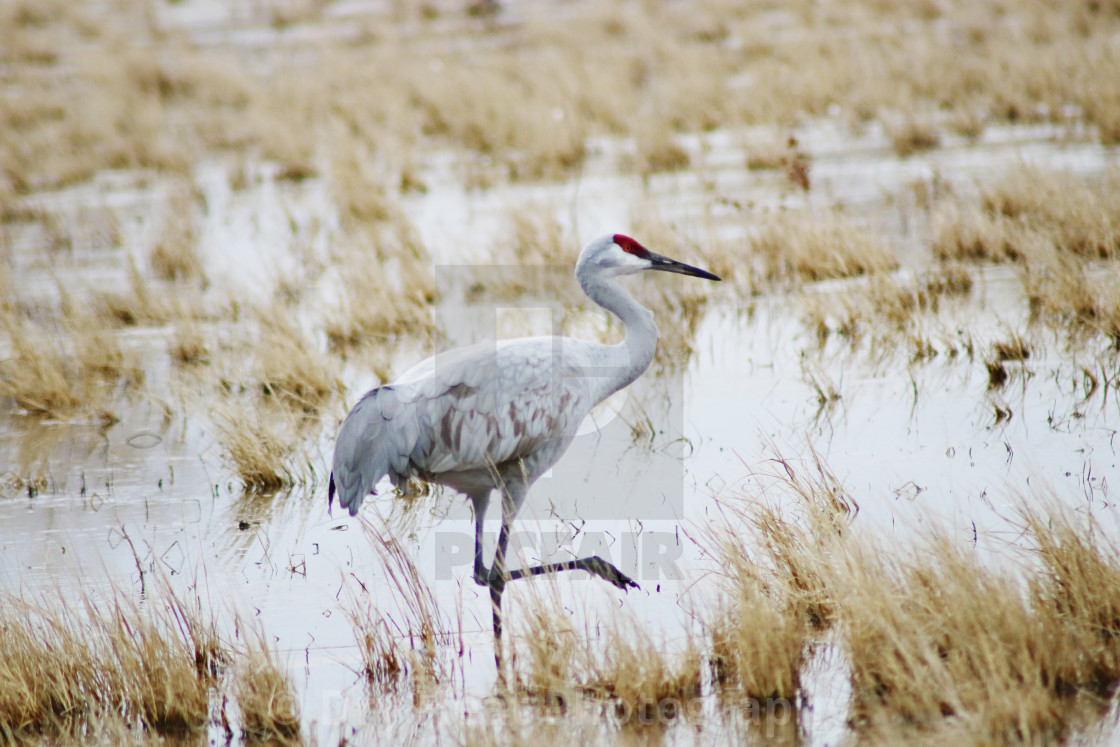 "Sandhill Crane" stock image