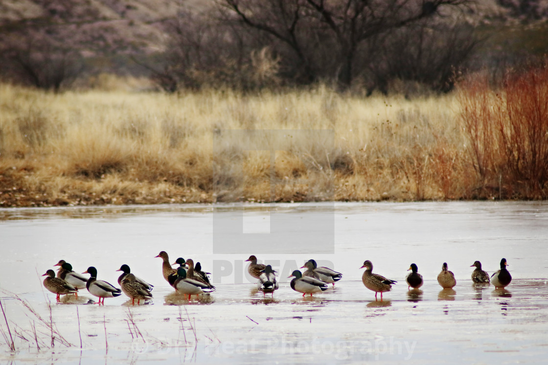 "Mallard Ducks" stock image