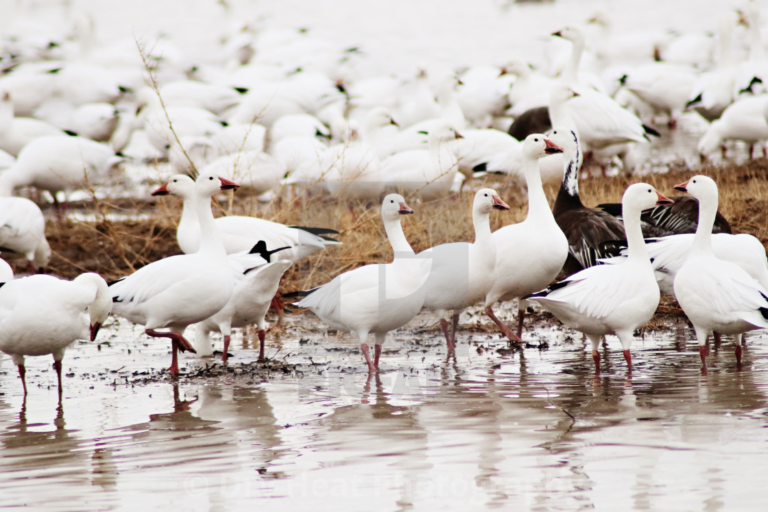 "Snow Geese" stock image