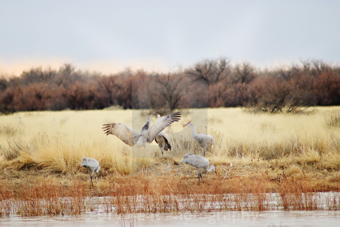 "Sandhill Cranes" stock image