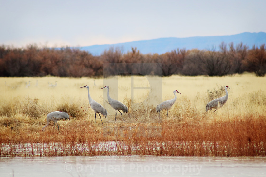 "Sandhill Cranes" stock image