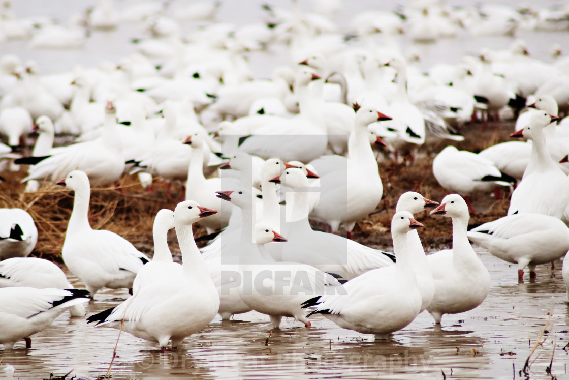 "Snow Geese" stock image