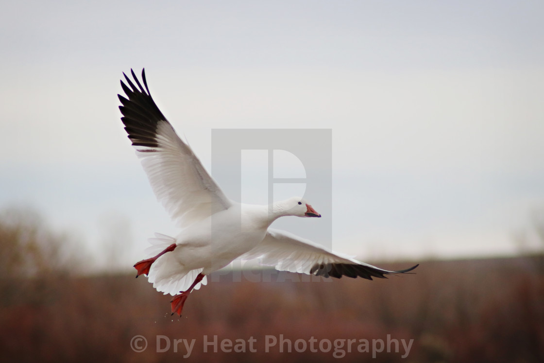 "Snow Geese" stock image