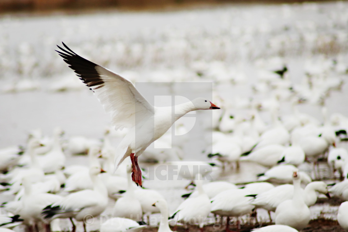 "Snow Geese" stock image