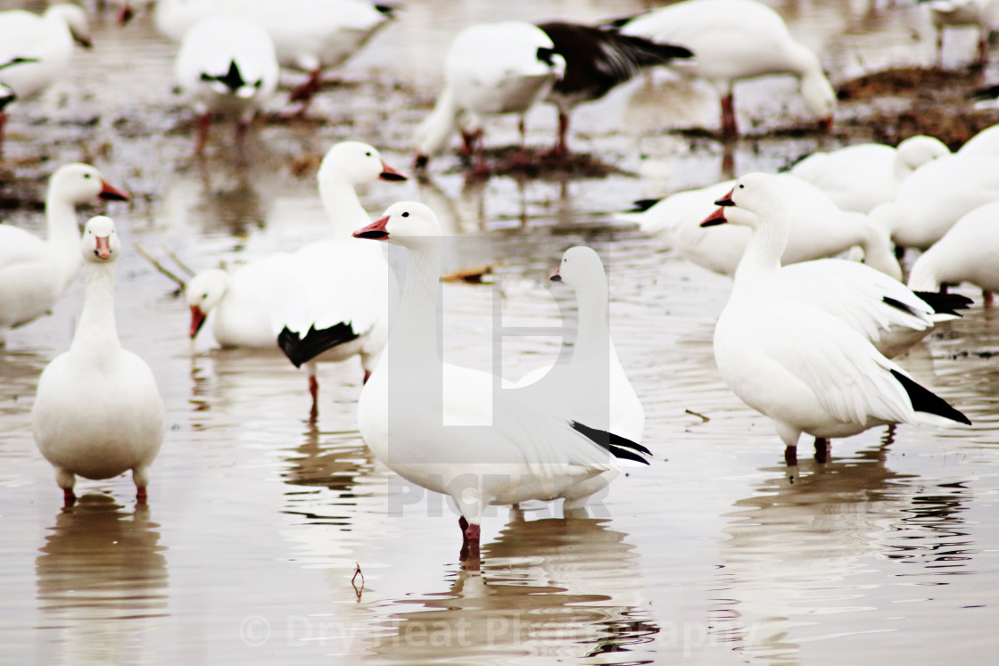 "Snow Geese" stock image