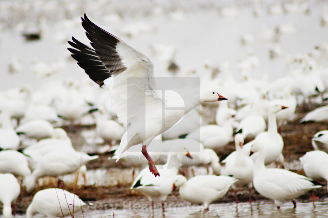 "Snow Geese" stock image