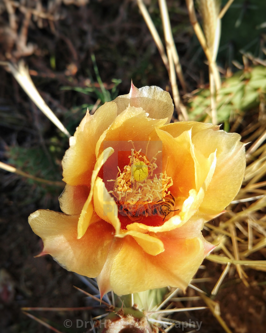 "Yellow prickly pear cactus flower" stock image