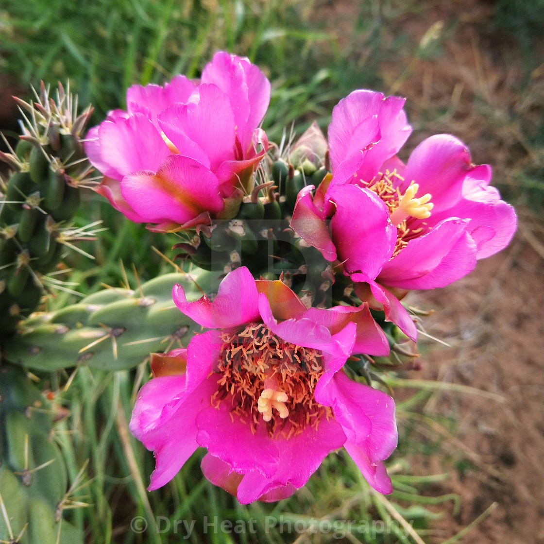 "Pink flowers of the Cholla Cactus" stock image