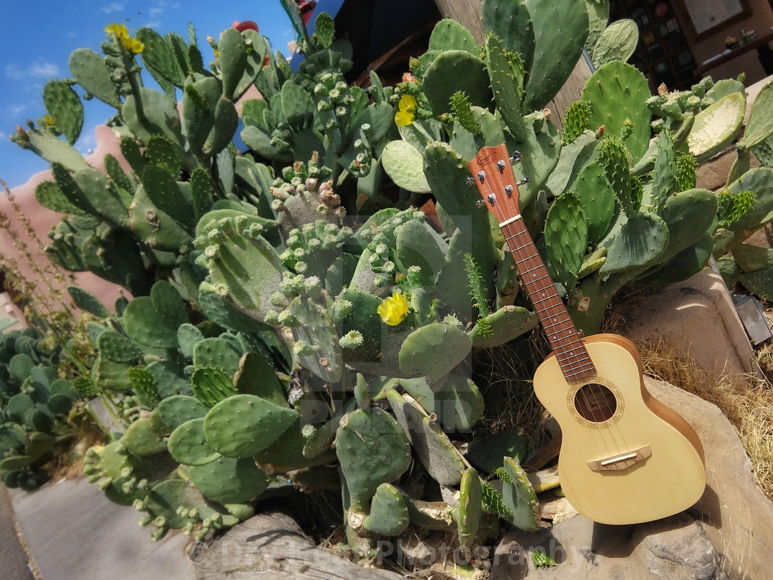 "Ukulele and Prickly Pear Cactus" stock image