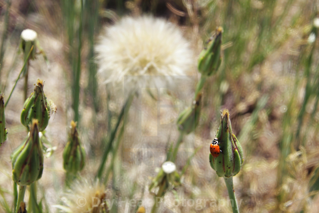 "Ladybug on dandelion" stock image