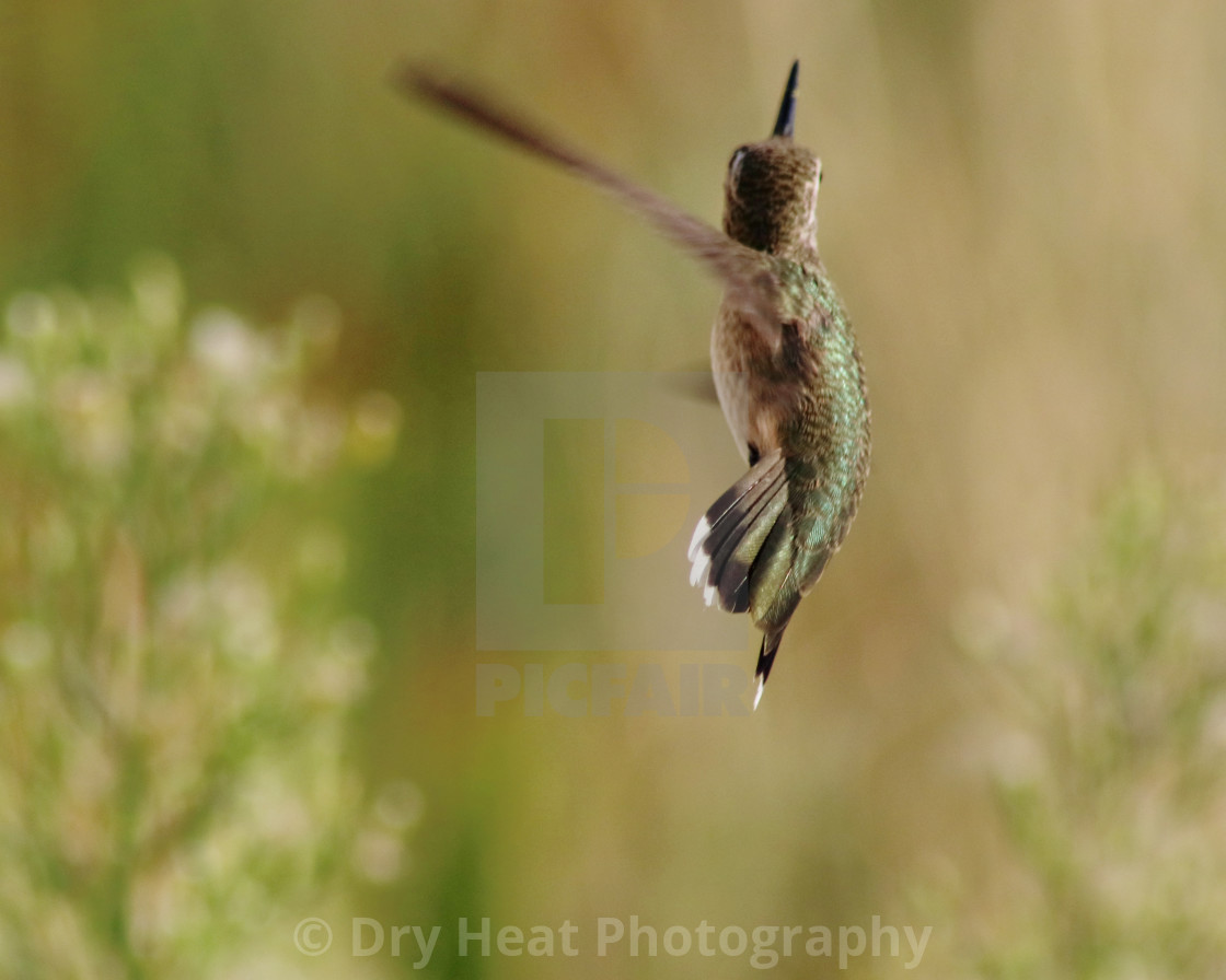 "Hummingbird in flight" stock image