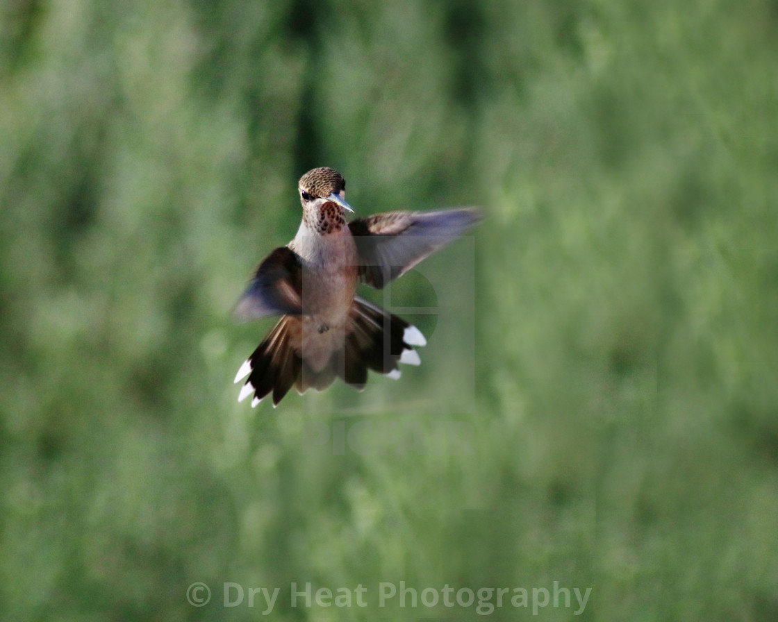 "Hummingbird in flight" stock image