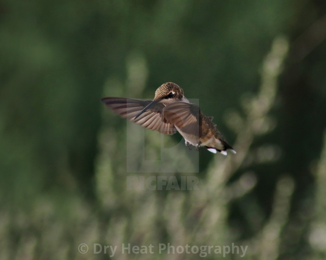 "Hummingbird in flight" stock image