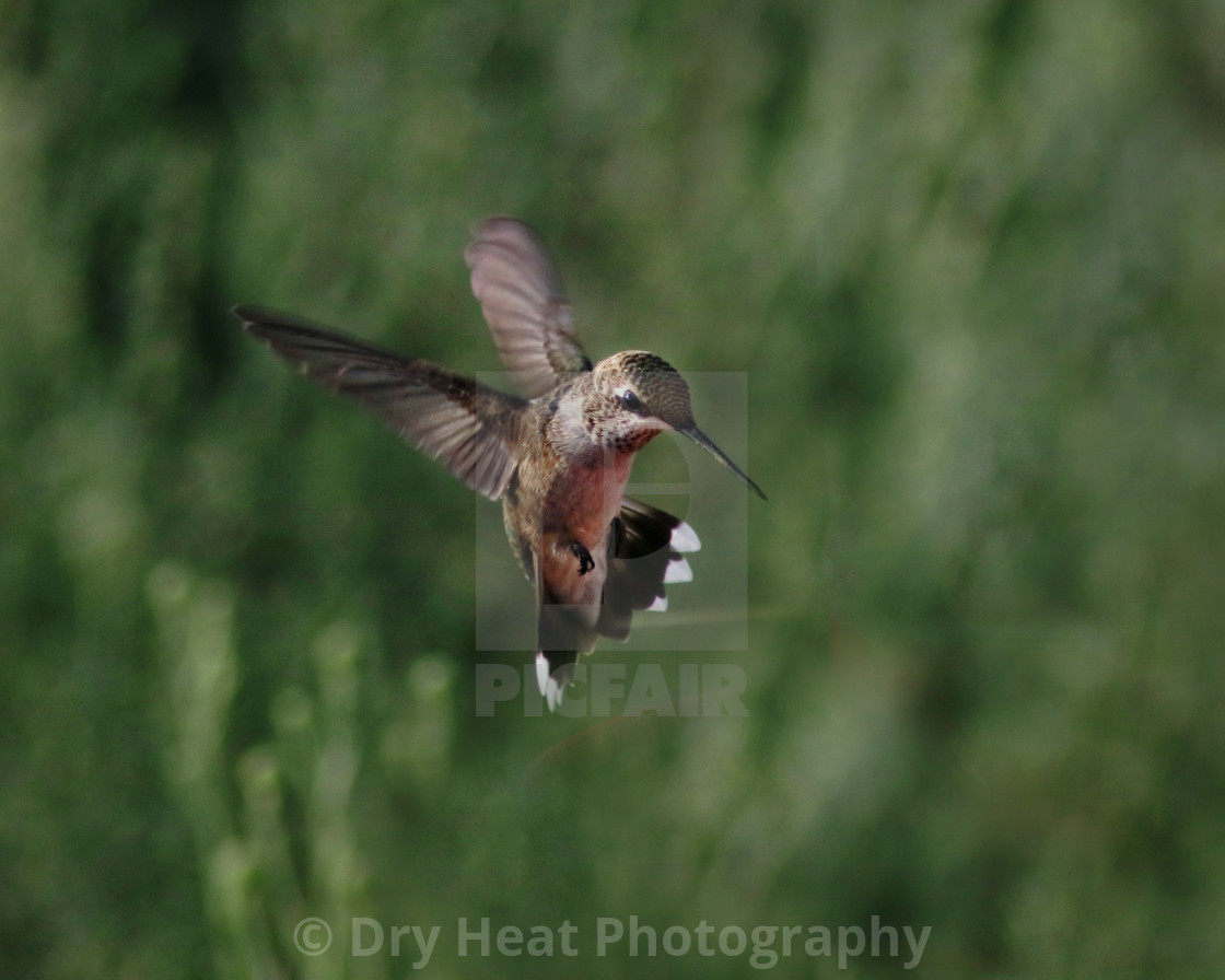 "Hummingbird in flight" stock image