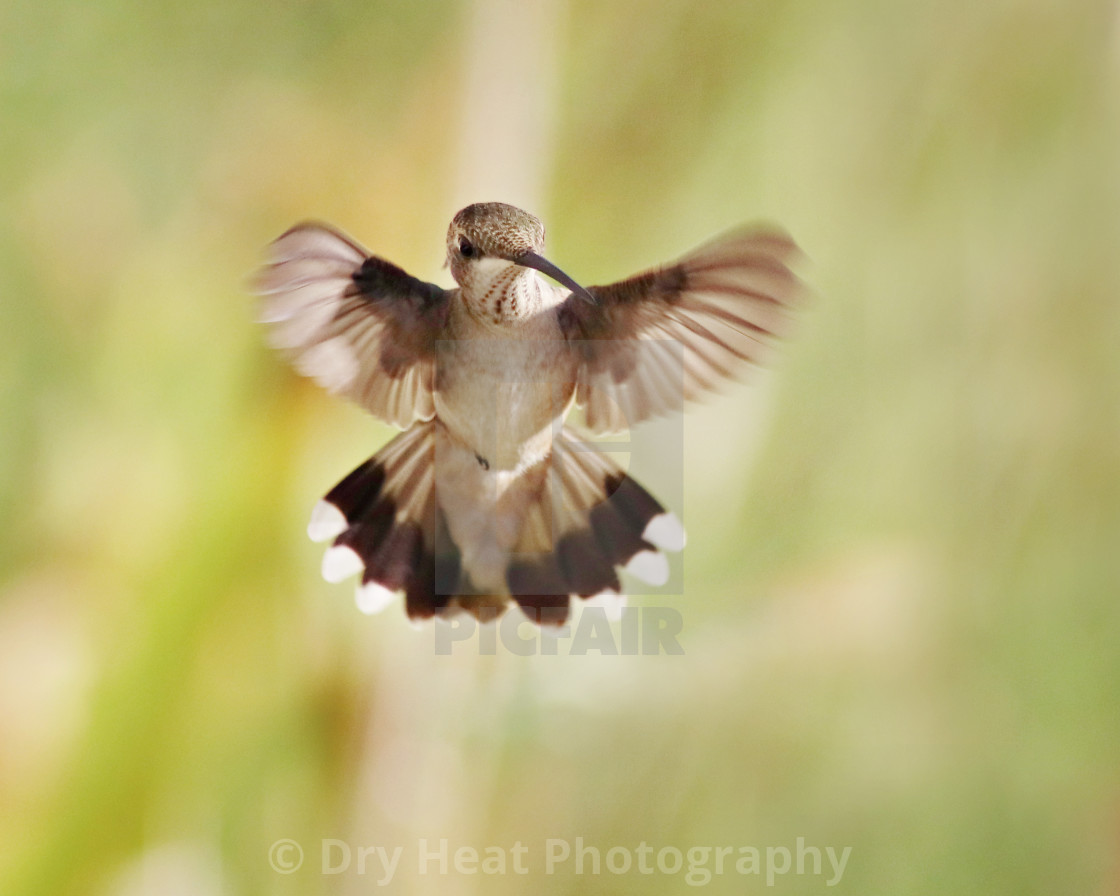 "Hummingbird in flight" stock image