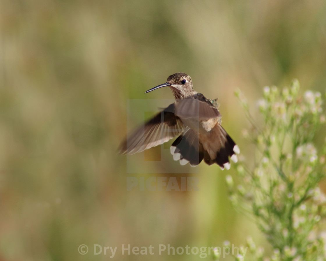 "Hummingbird in flight" stock image