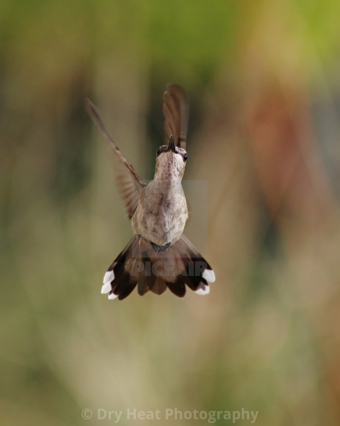 "Hummingbird in flight" stock image