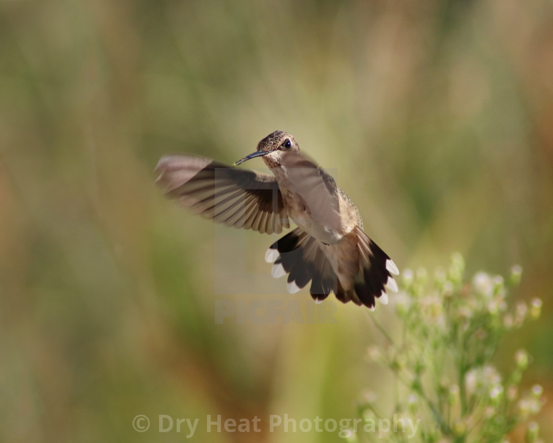 "Hummingbird in flight" stock image