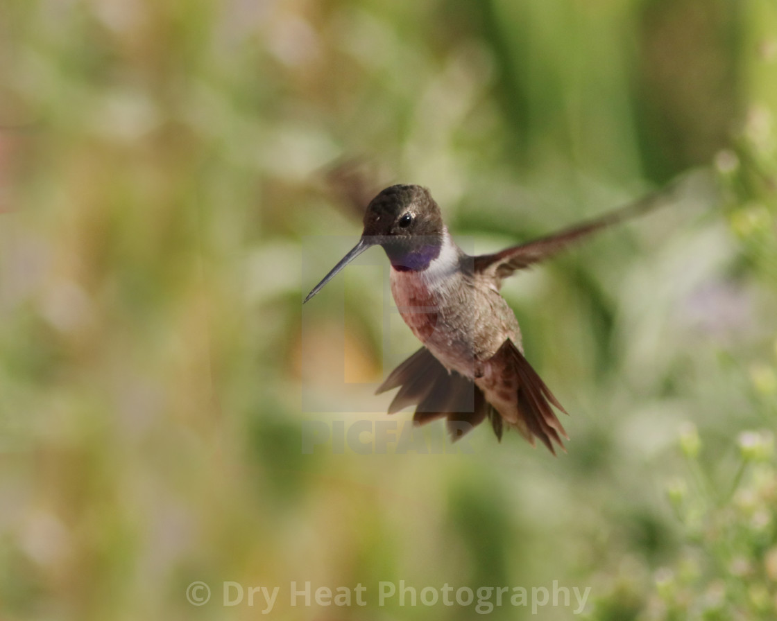 "Hummingbird in flight" stock image