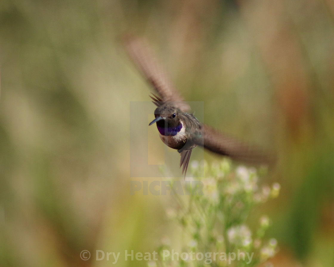 "Hummingbird in flight" stock image