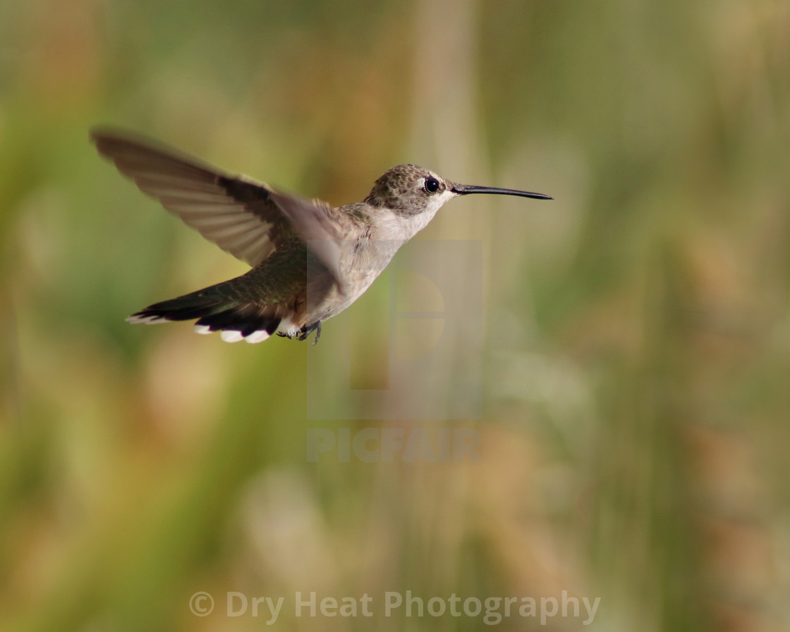 "Hummingbird in flight" stock image