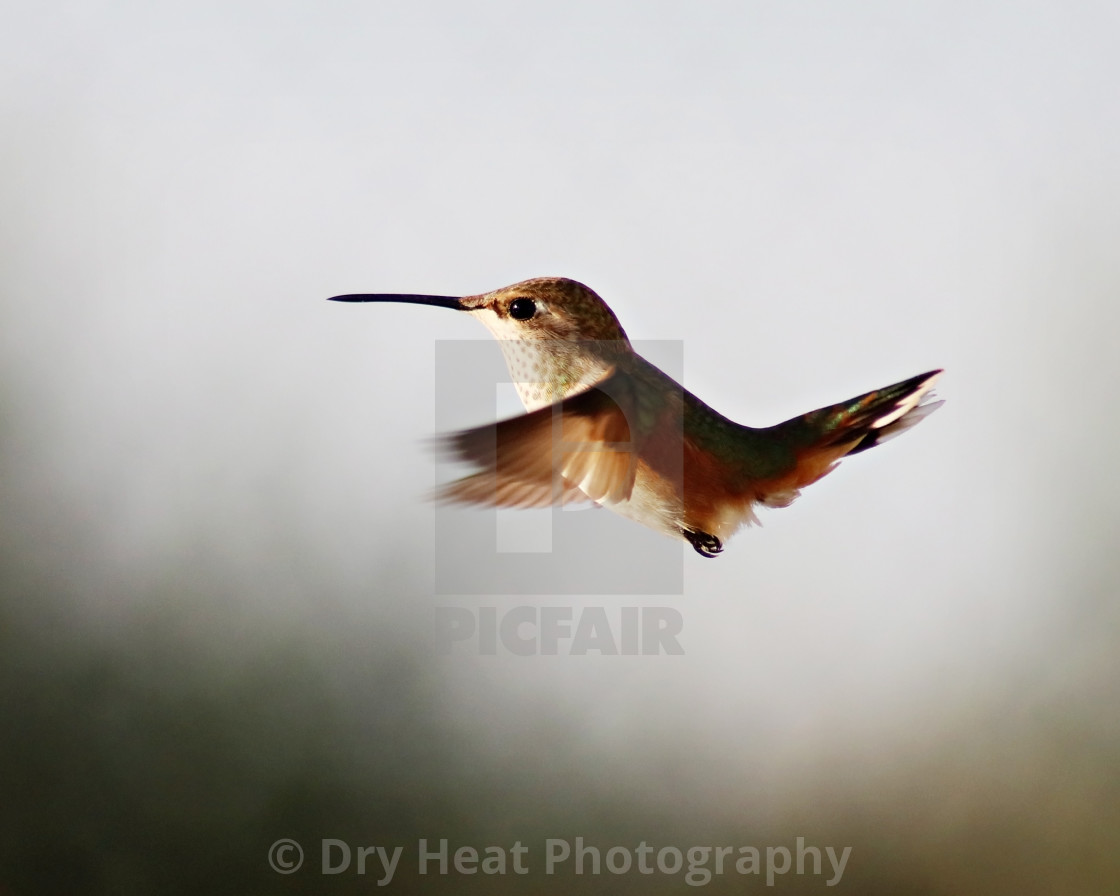 "Hummingbird in flight" stock image