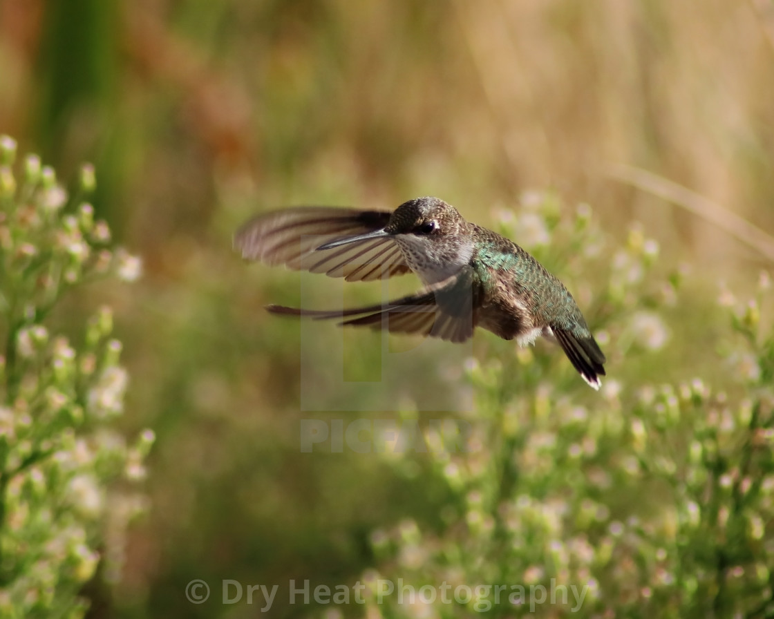 "Black Chinned Hummingbird in flight" stock image