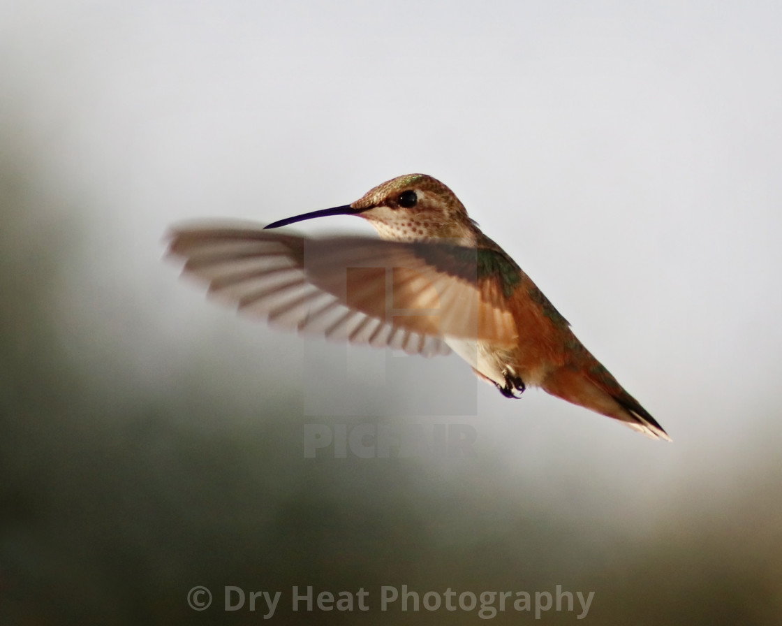 "Hummingbird in flight" stock image