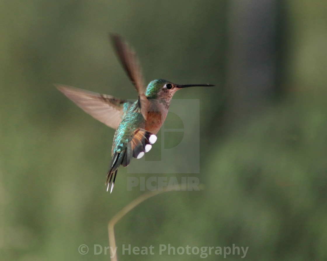 "Hummingbird in flight" stock image