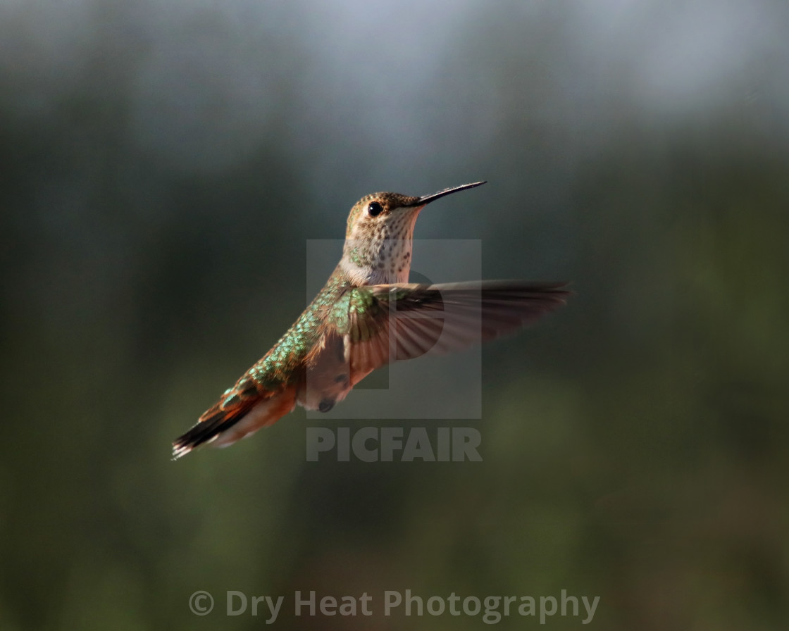 "Female Rufus Hummingbird in flight" stock image