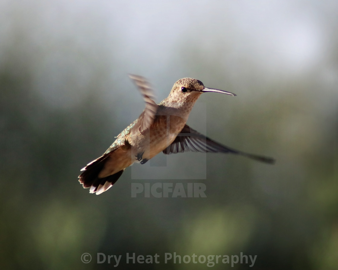 "Black Chinned Hummingbird in flight" stock image