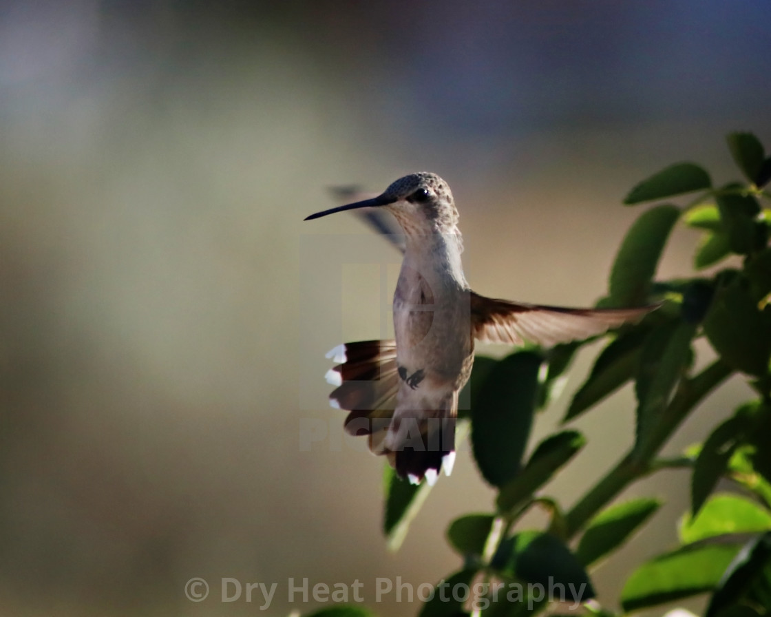 "Female Black Chinned Hummingbird in flight" stock image