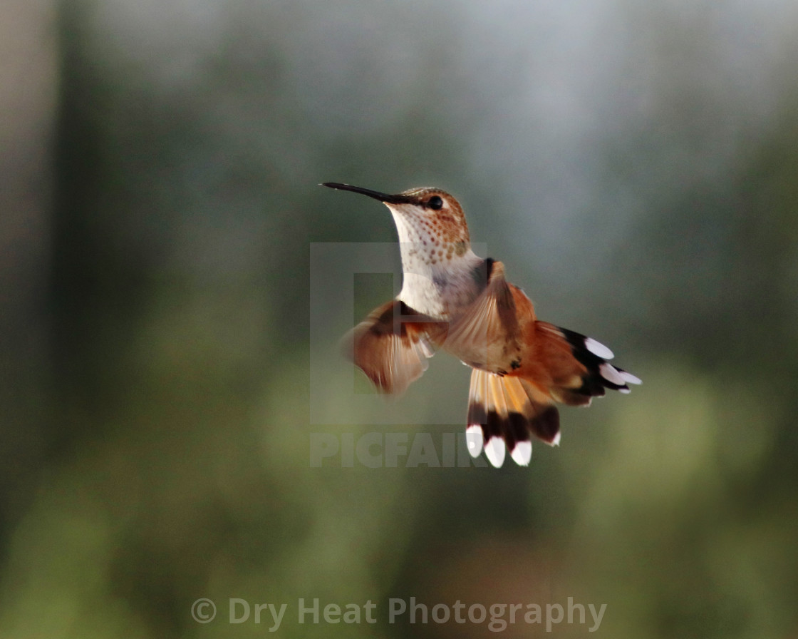 "Hummingbird in flight" stock image