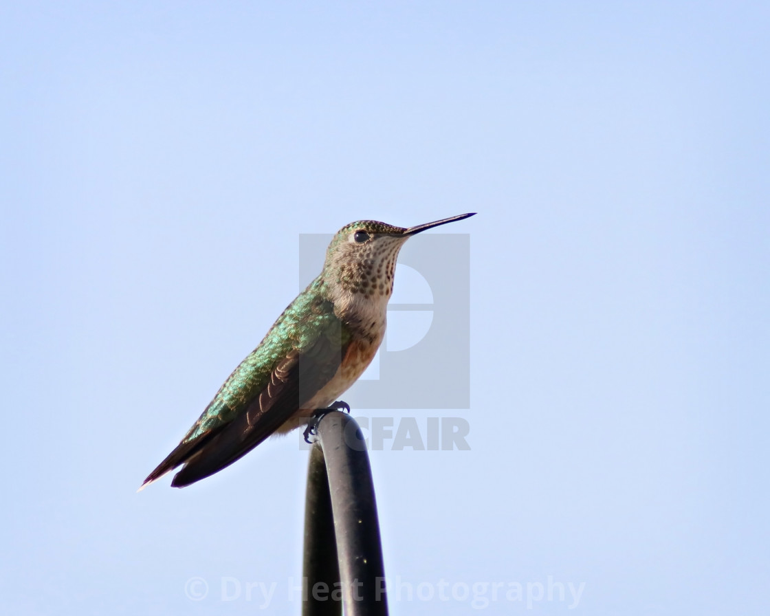 "Female Black Chinned Hummingbird" stock image