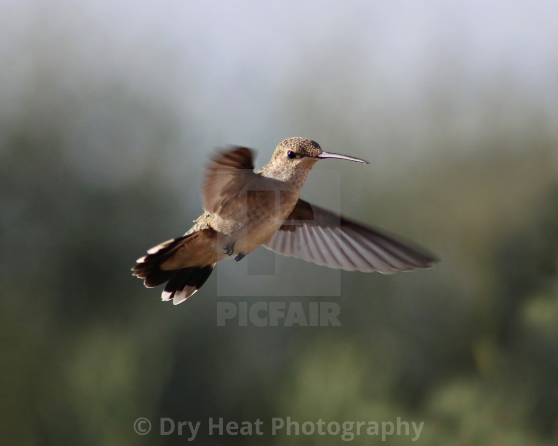 "Black Chinned Hummingbird" stock image