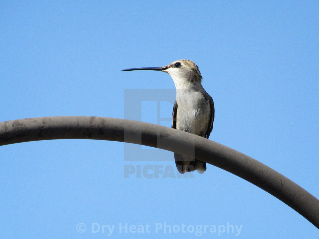 "Female Black Chinned Hummingbird" stock image