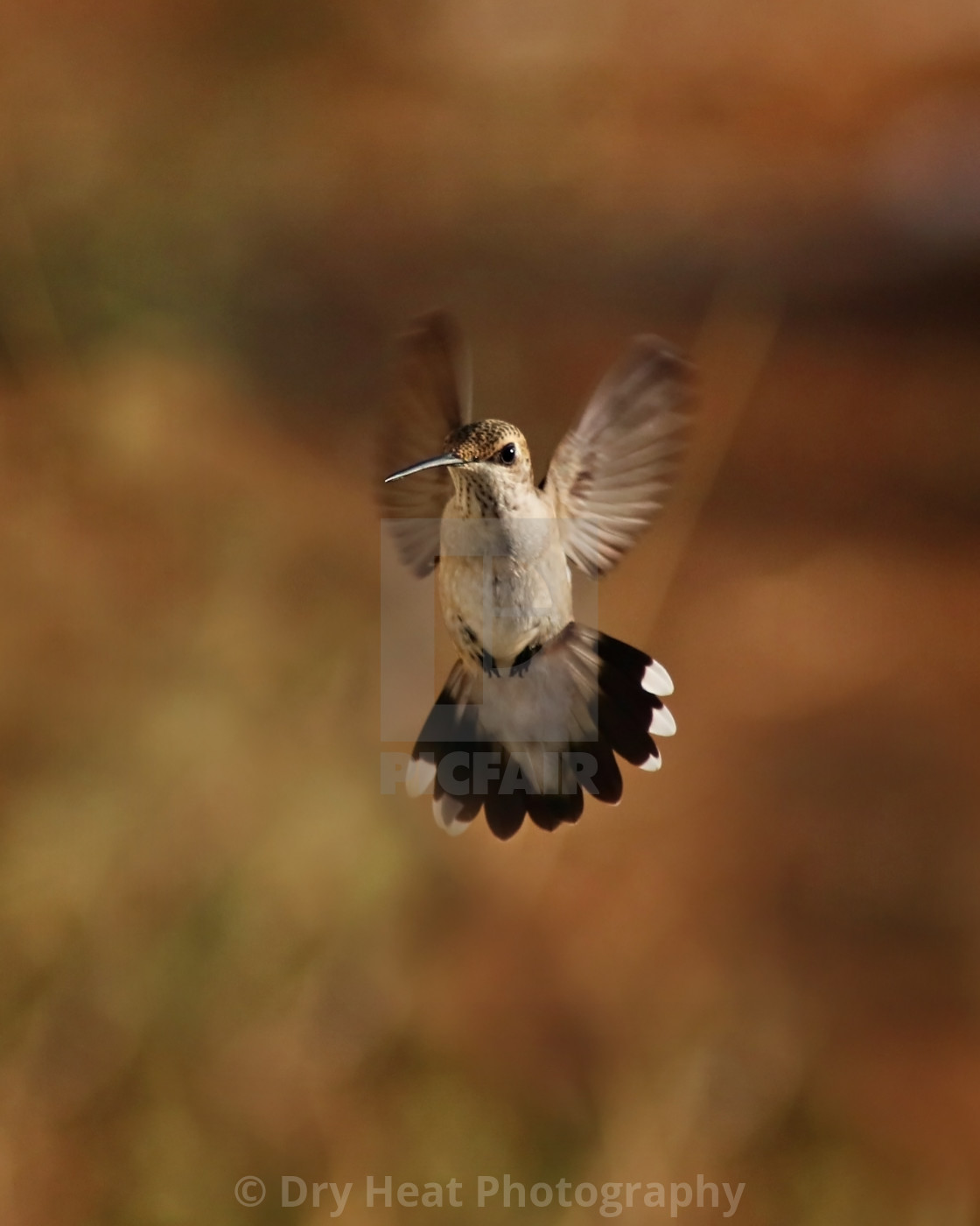 "Female Black Chinned Hummingbird in flight" stock image