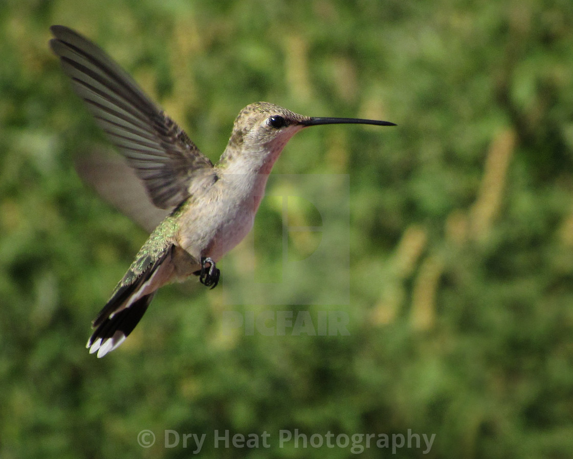 "Hummingbird in flight" stock image