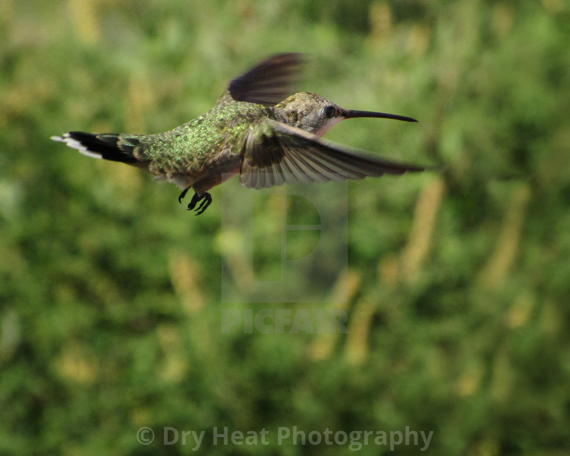 "Hummingbird in flight" stock image