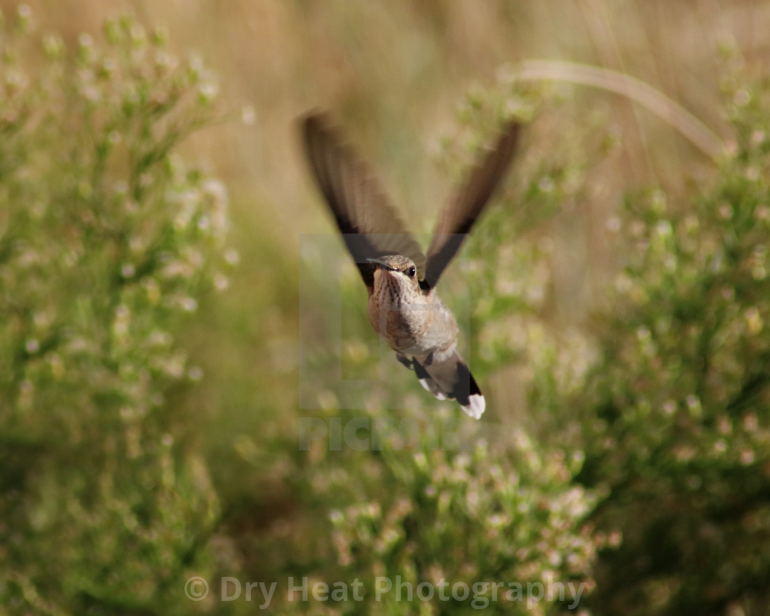 "Hummingbird in flight" stock image