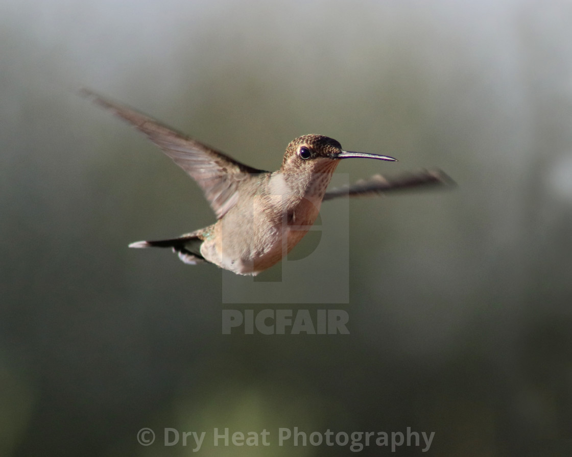 "Hummingbird in flight" stock image