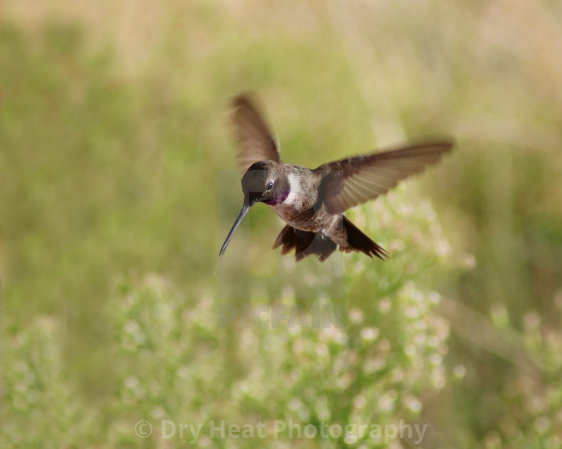 "Hummingbird in flight" stock image