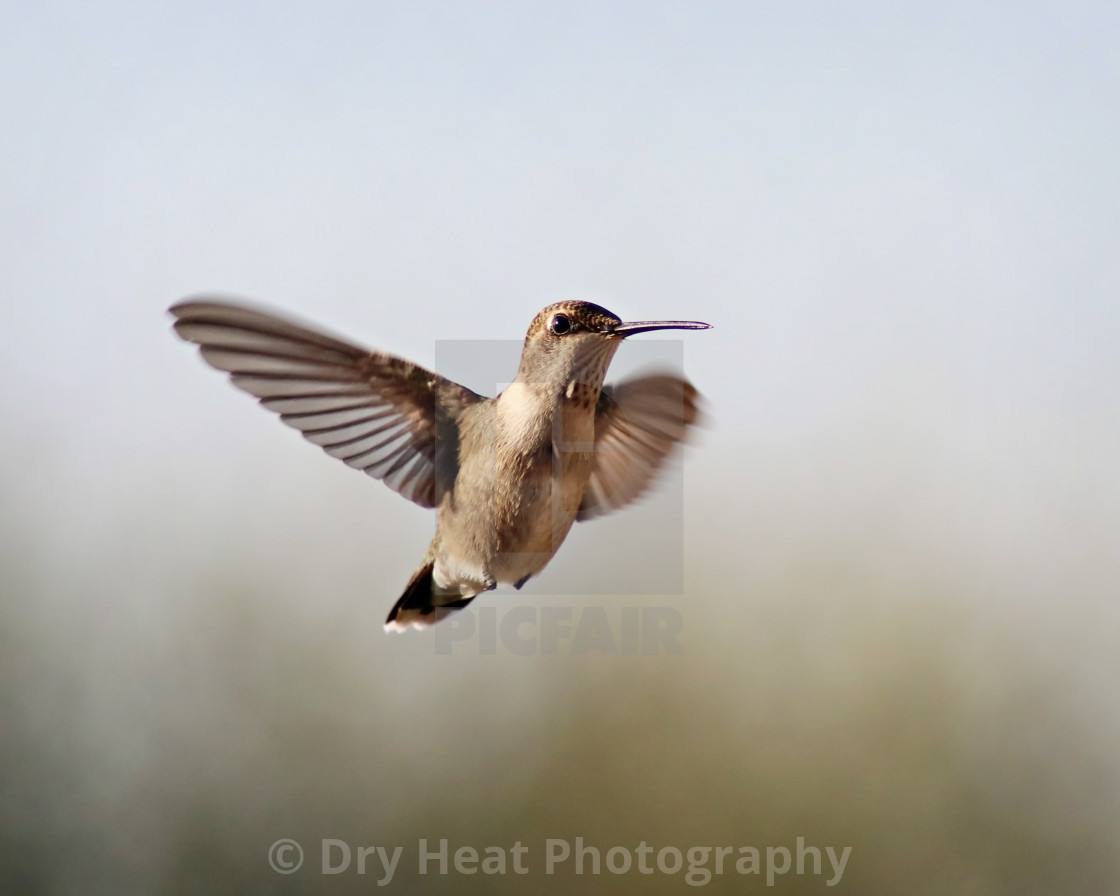 "Black Chinned Hummingbird in flight" stock image