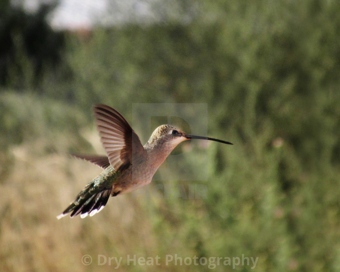 "Hummingbird in flight" stock image