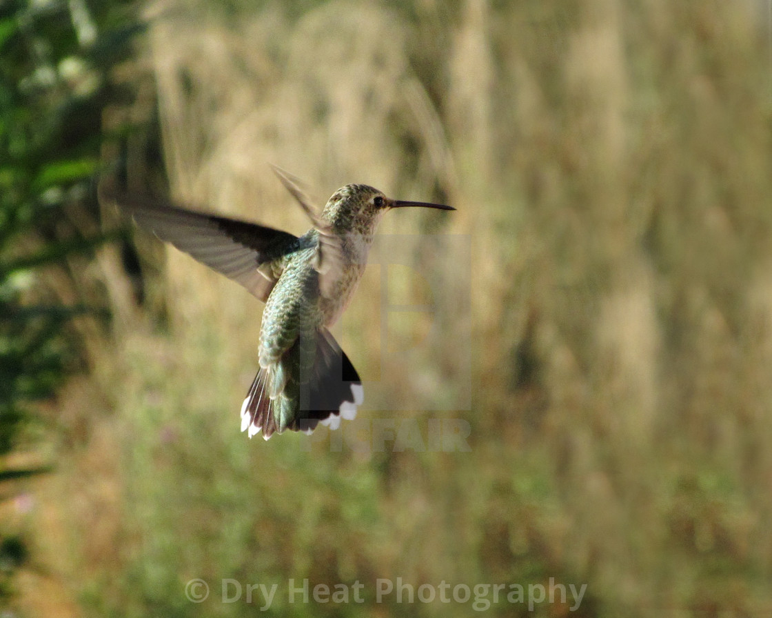 "Hummingbird in flight" stock image