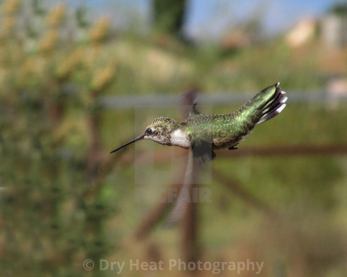 "Hummingbird in flight" stock image
