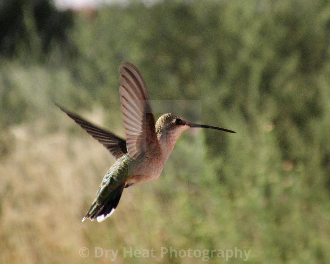 "Hummingbird in flight" stock image