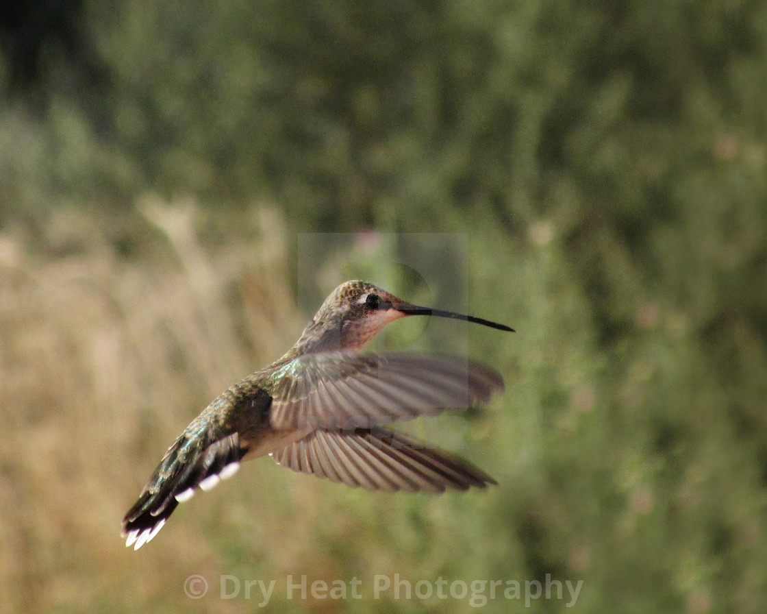 "Hummingbird in flight" stock image